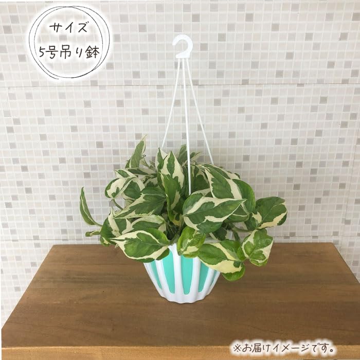 Amazon｜観葉植物 ポトス エンジョイ 5号 吊り鉢 吊り下げ ハンギング